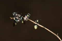 Masarinae