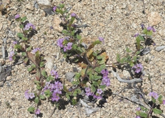 Phacelia keckii