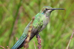 Colibri serrirostris