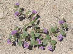Phacelia keckii