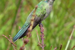 Colibri serrirostris