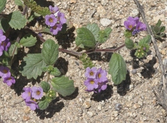 Phacelia keckii
