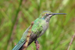 Colibri serrirostris