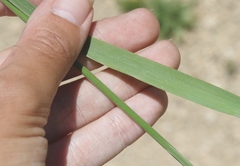 Bromus grandis