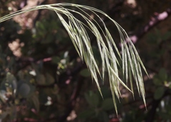 Bromus grandis