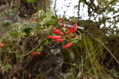 Salvia holwayi