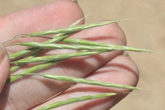 Bromus grandis