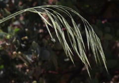 Bromus grandis