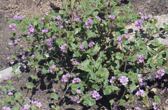 Phacelia keckii