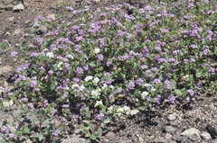 Phacelia keckii