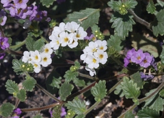 Phacelia keckii