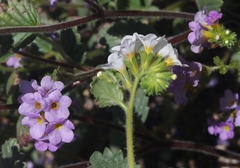 Phacelia keckii