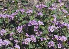 Phacelia keckii