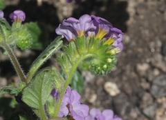 Phacelia keckii