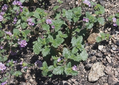 Phacelia keckii