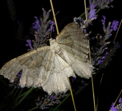 Gnophini