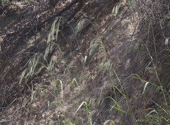 Bromus grandis