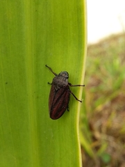 Mahanarva
