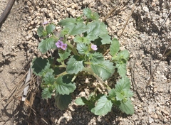 Phacelia keckii