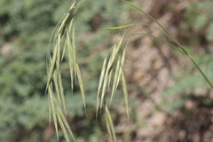 Bromus grandis