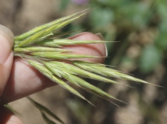 Bromus grandis