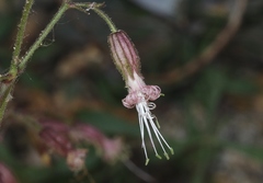 Silene lemmonii