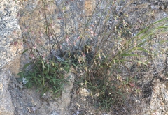 Silene lemmonii