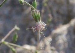 Silene lemmonii
