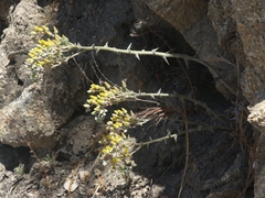 Dudleya cymosa pumila
