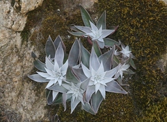 Dudleya cymosa pumila