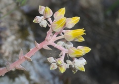 Dudleya cymosa pumila
