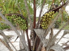Cocoseae