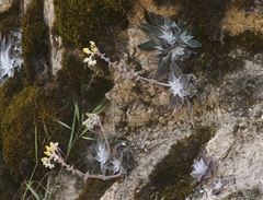 Dudleya cymosa pumila