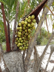 Cocoseae