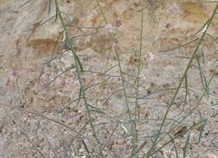 Silene lemmonii
