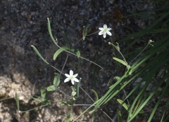 Meconella denticulata