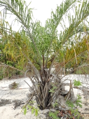 Cocoseae