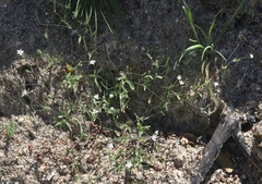 Meconella denticulata