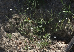 Meconella denticulata