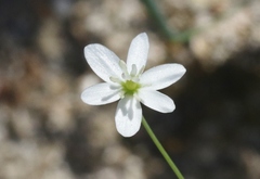 Meconella denticulata