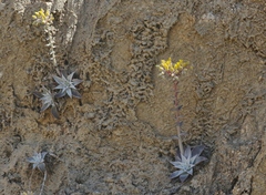 Dudleya cymosa pumila