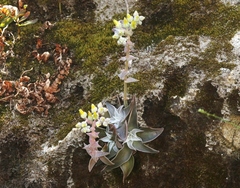Dudleya cymosa pumila