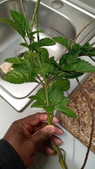 Stachytarpheta urticifolia
