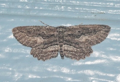 Aethaloida packardaria