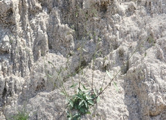Silene lemmonii