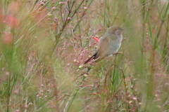 Colibri serrirostris