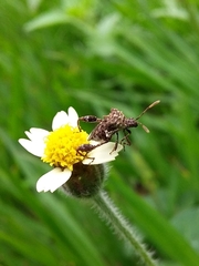 Merocoris