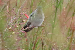 Colibri serrirostris