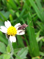 Merocoris