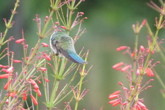 Colibri serrirostris
